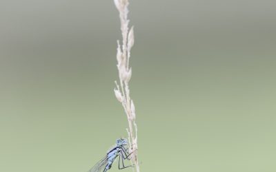 Agrion élégant