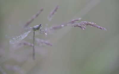 Ischnura elegans ou Agrion élégant