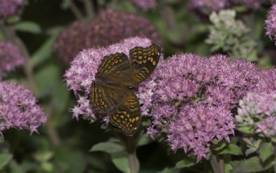 Junonia hedonia ou Brown Pansy (Asie du sud-est)