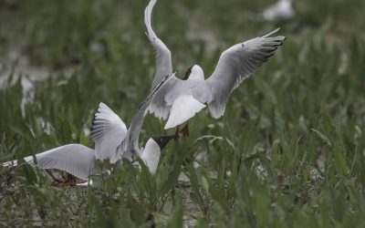 Mouette rieuse