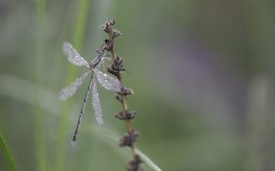 Lestes barbarus ou Leste sauvage