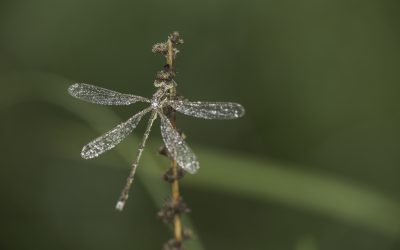 Lestes barbarus ou Leste sauvage