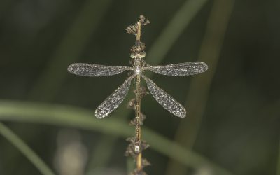 Lestes barbarus ou Leste sauvage