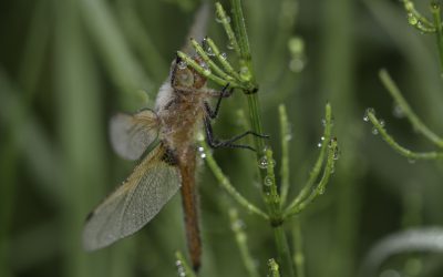 Libellula fulva ou Libellule fauve