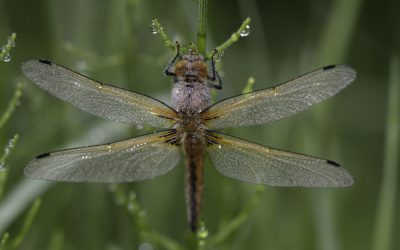 Libellula fulva ou Libellule fauve