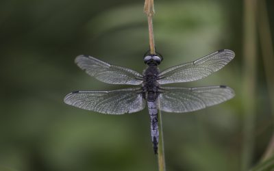 Libellula fulva ou Libellule fauve