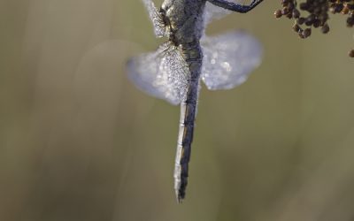 Libellula fulva ou Libellule fauve