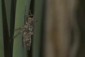 libellula_quadrimaculata_0007