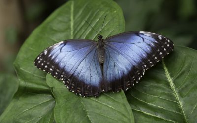 Morpho helenor ou Morpho Bleu (Guyane)