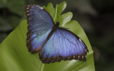 Morpho bleu