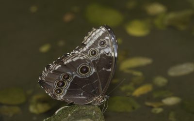 Morpho helenor ou Morpho bleu (Guyane)