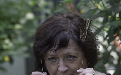 Morpho helenor ou  Morpho bleu (Guyane)