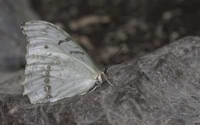 morpho polyphemus ou Morpho blanc (Amérique centrale)