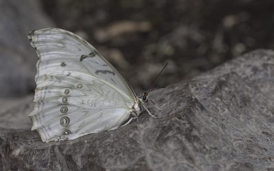 Morpho blanc