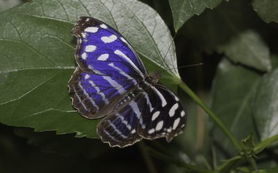 Myscelia cyaniris ou Petite tache (Amérique centrale et du sud)