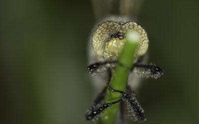 Orthetrum cancellatum ou Orthétrum réticulé