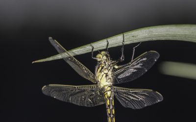 Orthetrum cancellatum ou Orthétrum réticulé