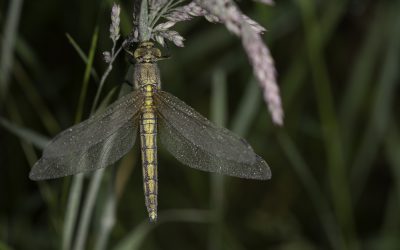 Orthetrum cancellatum ou Orthétrum réticulé