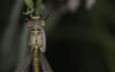 Orthetrum cancellatum ou Orthétrum réticulé