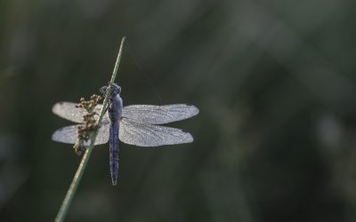 Orthetrum cancellatum ou Orthétrum réticulé