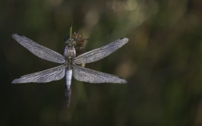 Orthetrum cancellatum ou Orthétrum réticulé