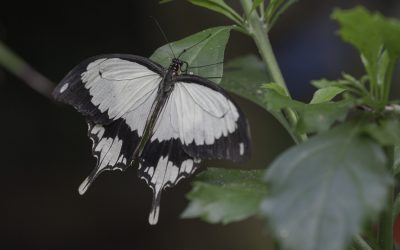 Papilio dardanus ou Voilier faux Monarque (Afrique tropicale)