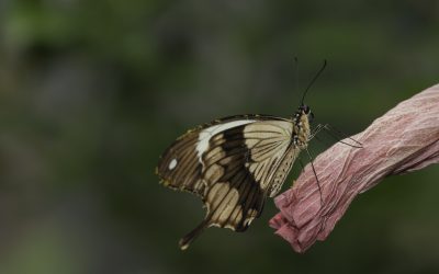Papilio dardanus ou Voilier faux Monarque (Afrique tropicale)