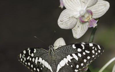 Papilio demodocus ou Voilier des citronniers (Afrique tropicale)