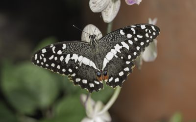 Papilio demodocus ou Voilier des citroniers (Afrique tropicale)