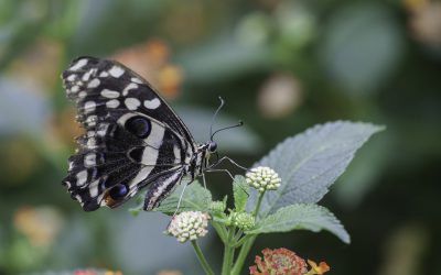 Papilio demodocus ou Voilier des citronniers (Afrique tropicale)