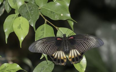 Papilio memnon ou Grand Mormon (Asie du sud-est)