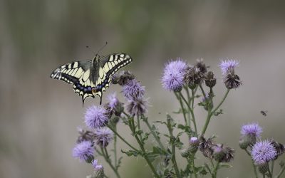 Machaon