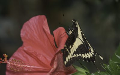 Papilio thoas ou Voilier géant (Amérique centrale)