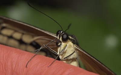 Papilio thoas ou Voilier géant (Amérique centrale)