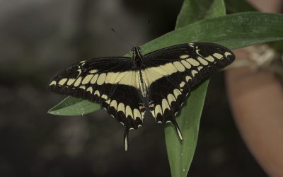 Papilio thoas ou Voilier géant (Amérique centrale)