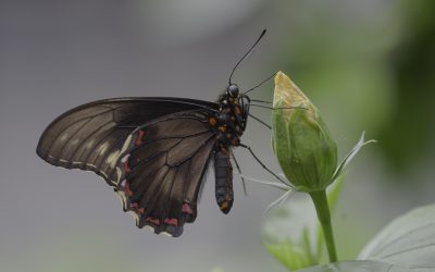 Parides photinus ou Pink Spotted Cattlehaert (Amérique centrale)