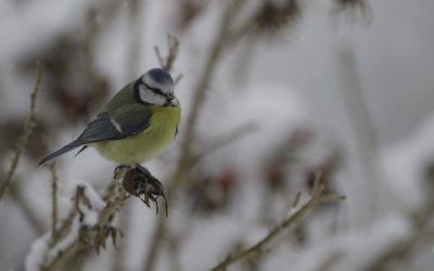 Mésange bleue