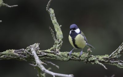 Mésange charbonière