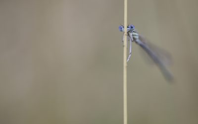 Platycnemis pennipes ou Agrion à larges pattes