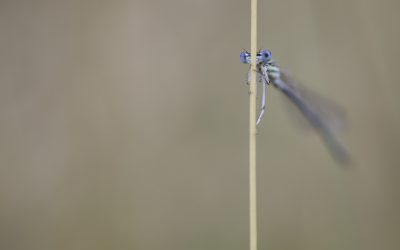 Agrion à larges pattes