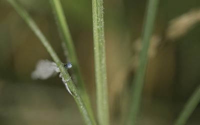 Platycnemis pennipes ou Agrion à larges pattes