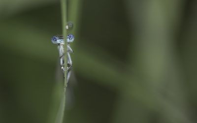 Platycnemis pennipes ou Agrion à larges pattes