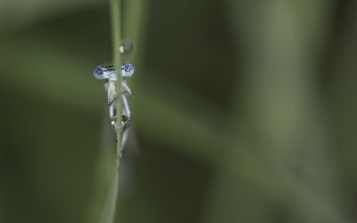 Agrion à larges pattes