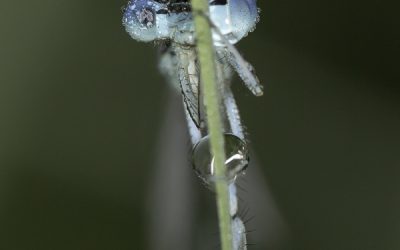 Platycnemis pennipes ou Agrion à larges pattes