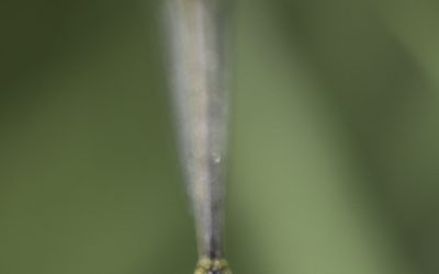 Platycnemis pennipes ou Agrion à larges pattes