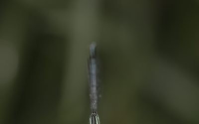 Platycnemis pennipes ou Agrion à larges pattes