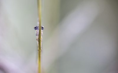 Platycnemis pennipes ou Agrion à larges pattes