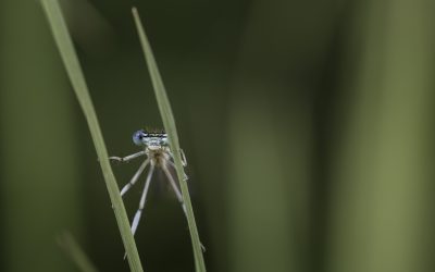 Platycnemis pennipes ou  Agrion à larges pattes