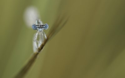 Platycnemis pennipes ou Agrion à larges pattes