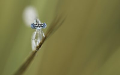 Agrion à larges pattes